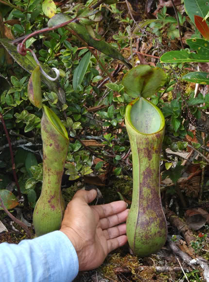 Pitcher Plant Murudensis